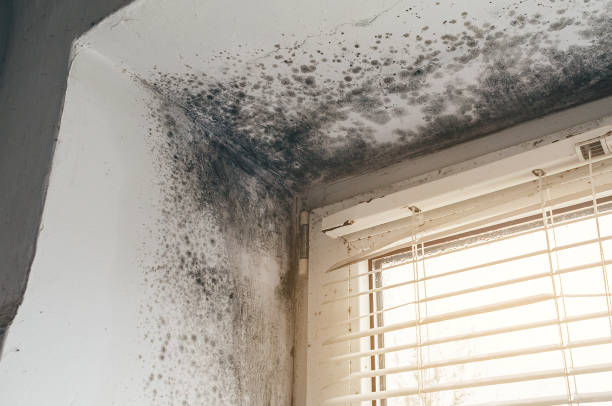Affordable Black Mold Remediation solutions in The Colony, TX
